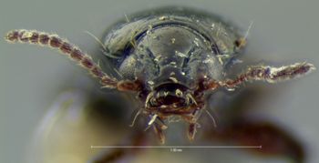 Media type: image;   Entomology 692 Aspect: head frontal view